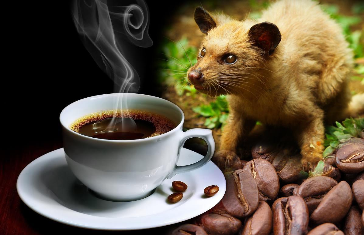 猫屎咖啡的由来蓝山咖啡麝香猫咖啡象屎咖啡2.1.jpg